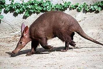 animals aardvarks aardvark amazing animalsandenglish