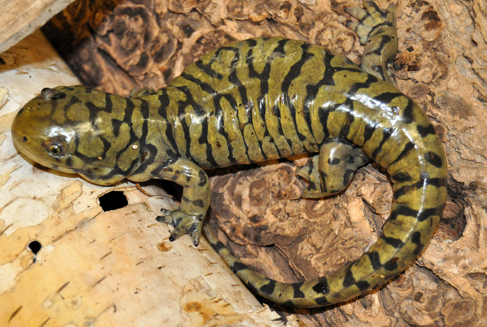 salamanders-animals-and-english