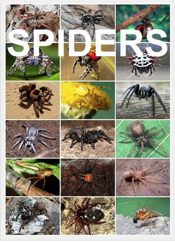 Amazing Spiders: Strange and Interesting Arachnid Facts - Owlcation